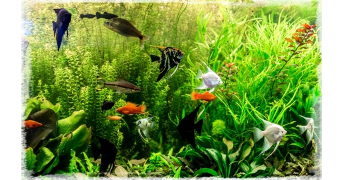 Comment Bien Installer Son Premier Aquarium Petits Compagnons